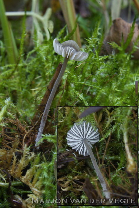 Wortelend taaisteeltje - Mycenella lasiosperma